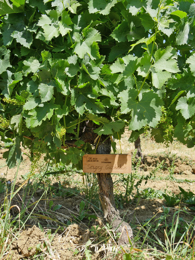 Виноградник на урожай